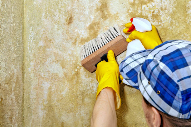 Best Attic Mold Removal  in Boardman, OR